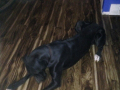 Mist Dog I002 1a