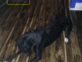 Mist Dog I002 1b