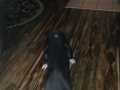 Orb Dog I002 1a