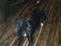 Orb Dog I002 2a