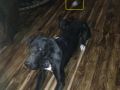 Orb Dog I002 2b